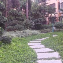 蒼南縣龍港凡碩紙塑制品廠